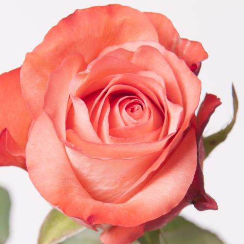 20x Rosa icon 40cm