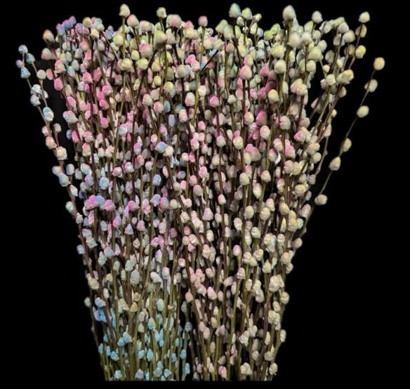 50x Tk salix katjes rainbow 70cm