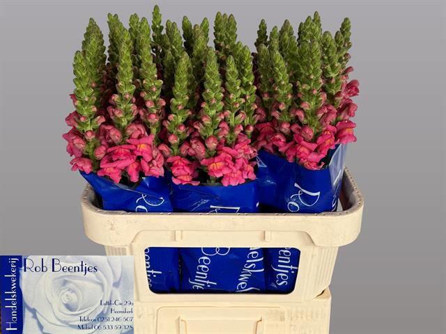 10x Antir.antibes rose 70cm