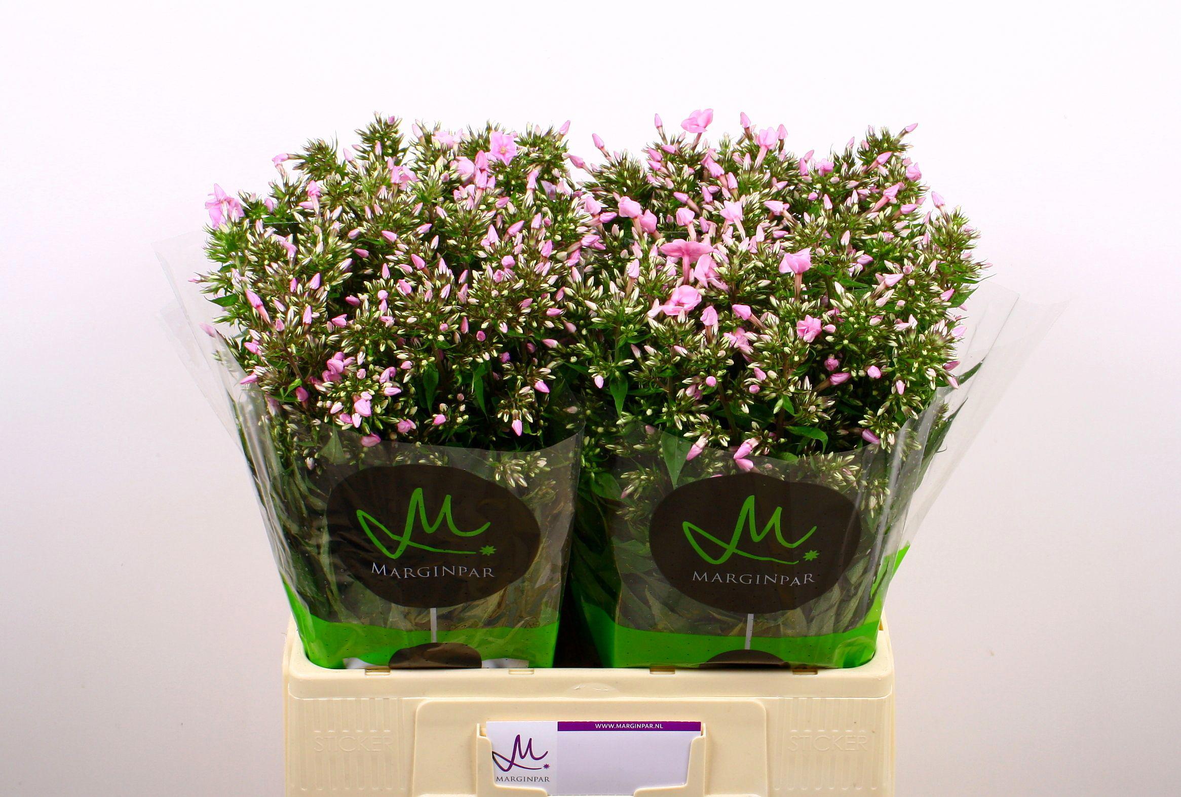 25x Phlox pink eyes 60cm