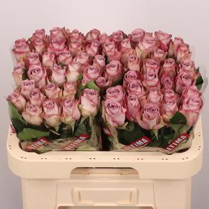 20x Rosa memory lane! 60cm