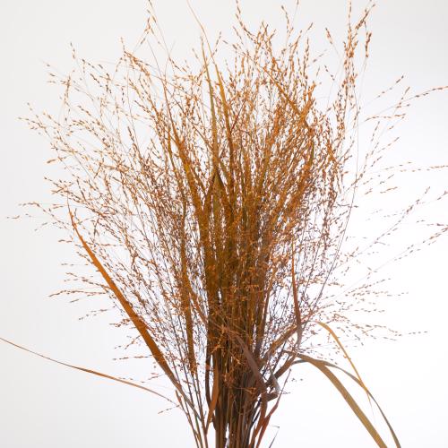 150x Gs panicum oranje 80cm