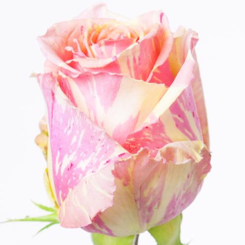 20x Rosa fiesta+ 60cm