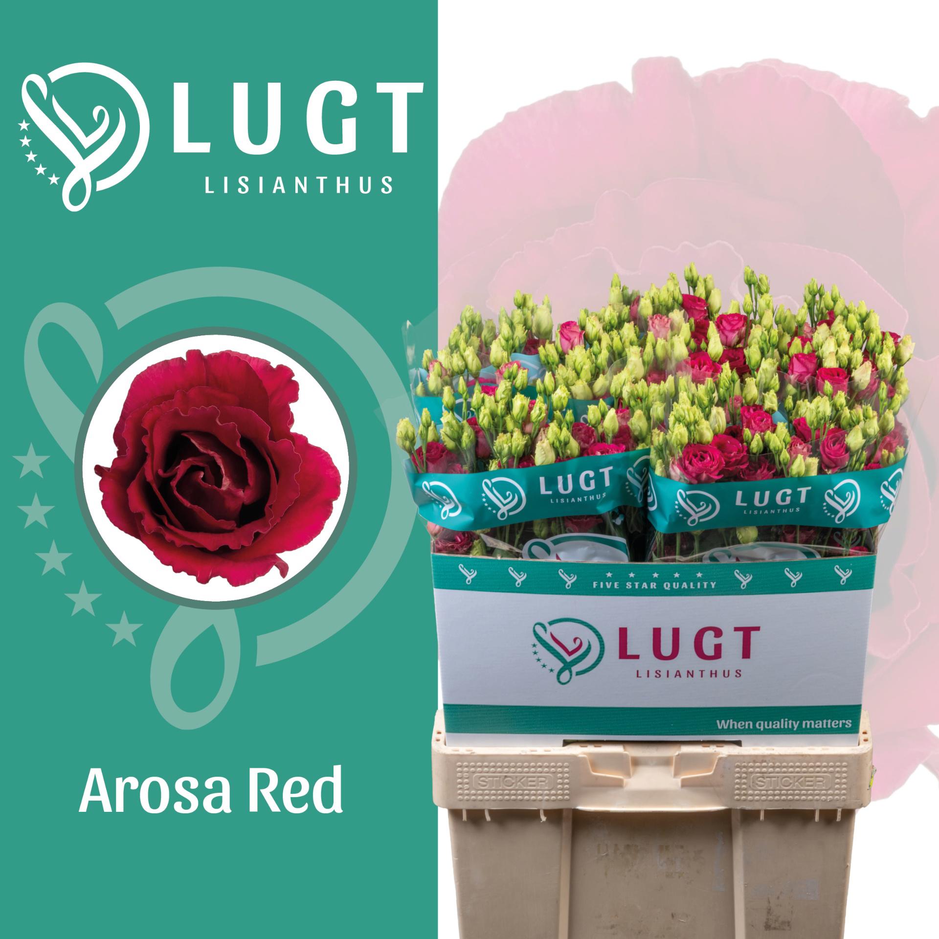 10x Eust.arosa red du 70cm