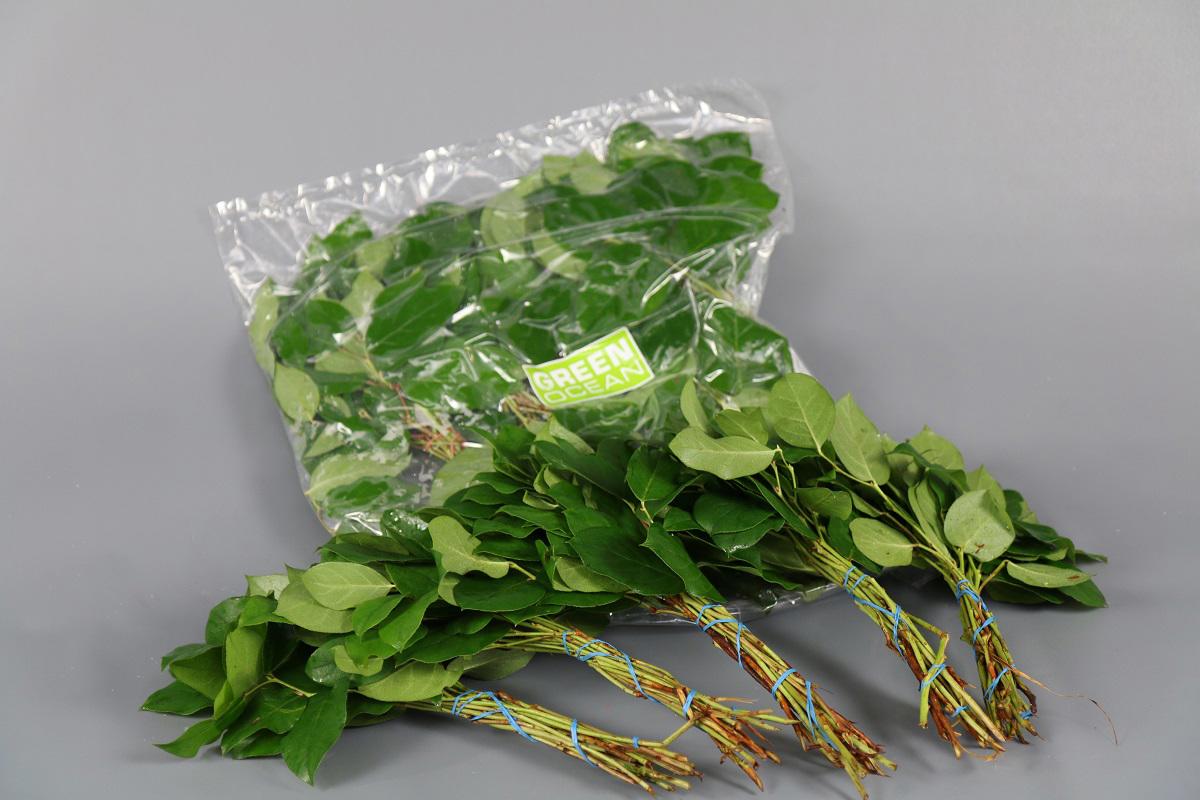 5x Sg salal mini