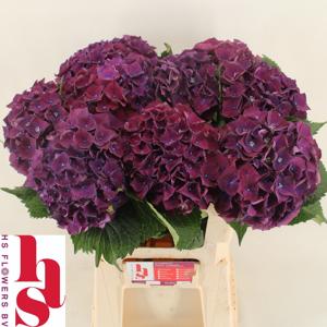 10x Hydr.mon amour purple 60cm