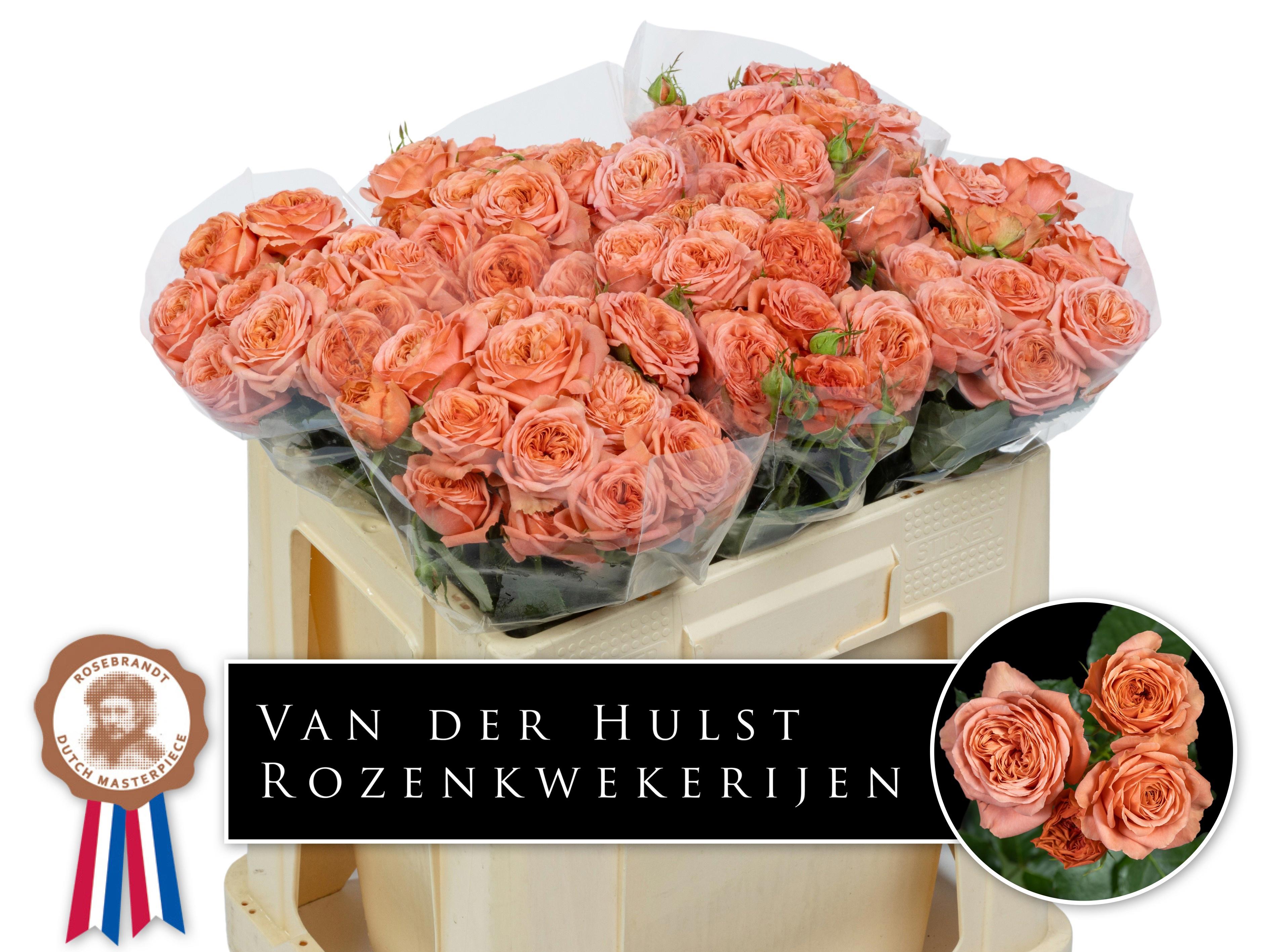 10x Rosa tr. bella trendsetter 50cm