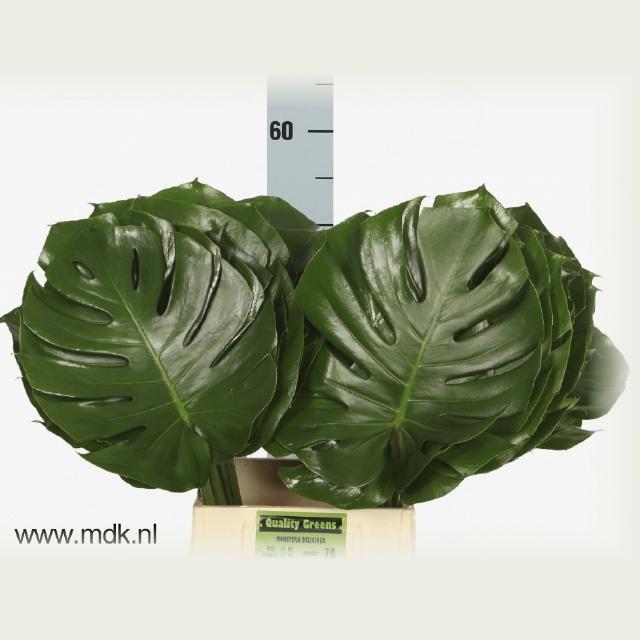 10x Sg monstera blad 50cm