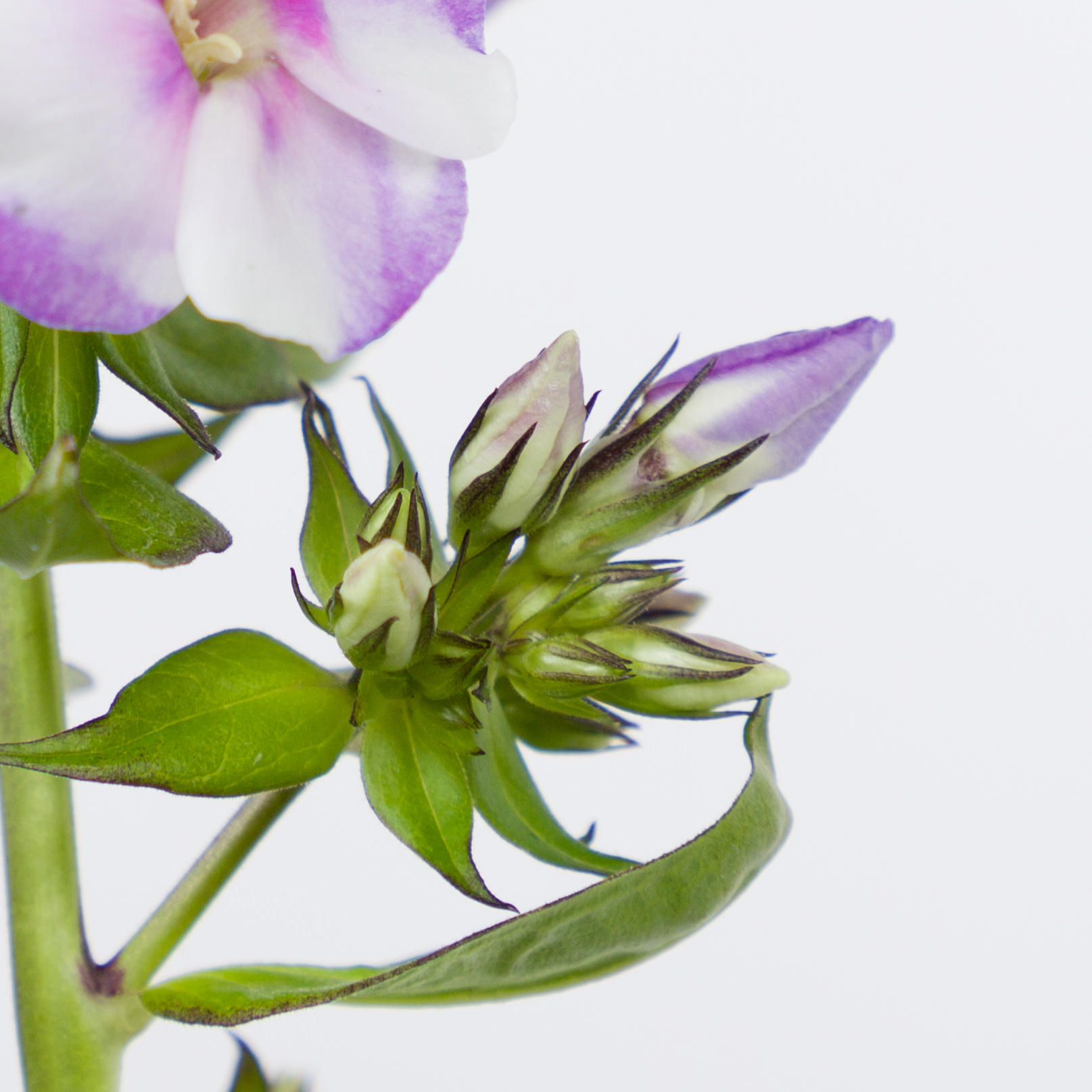 20x Phlox isabella 60cm