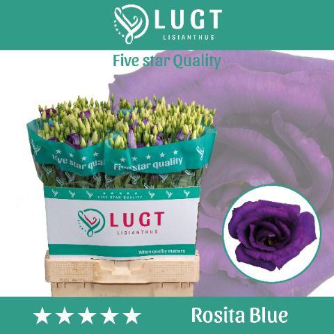 10x Eust.rosita blue du 70cm