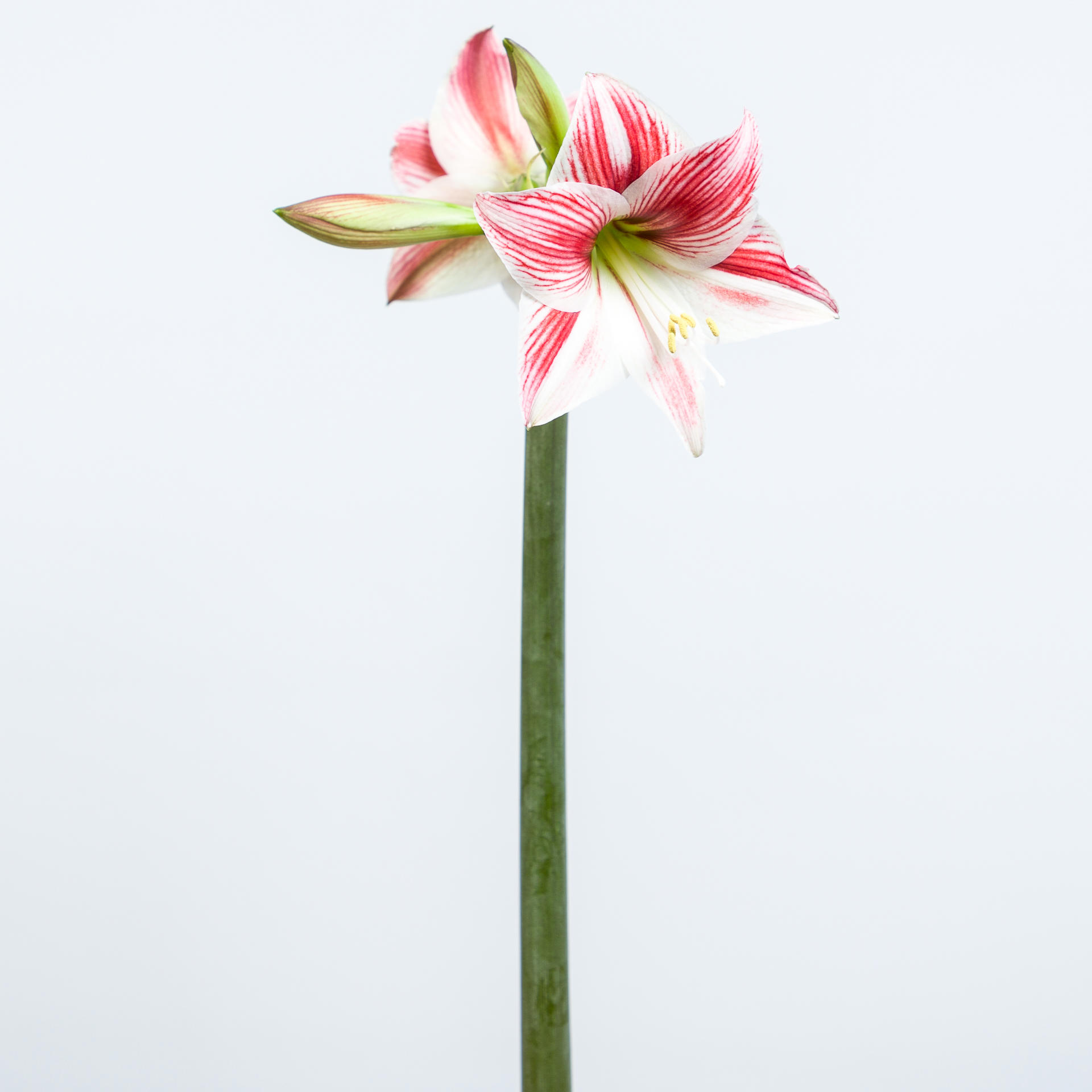 20x Hipp.twinkle star 60cm