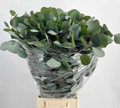 5x Sg eucalyptus populus blad 70cm