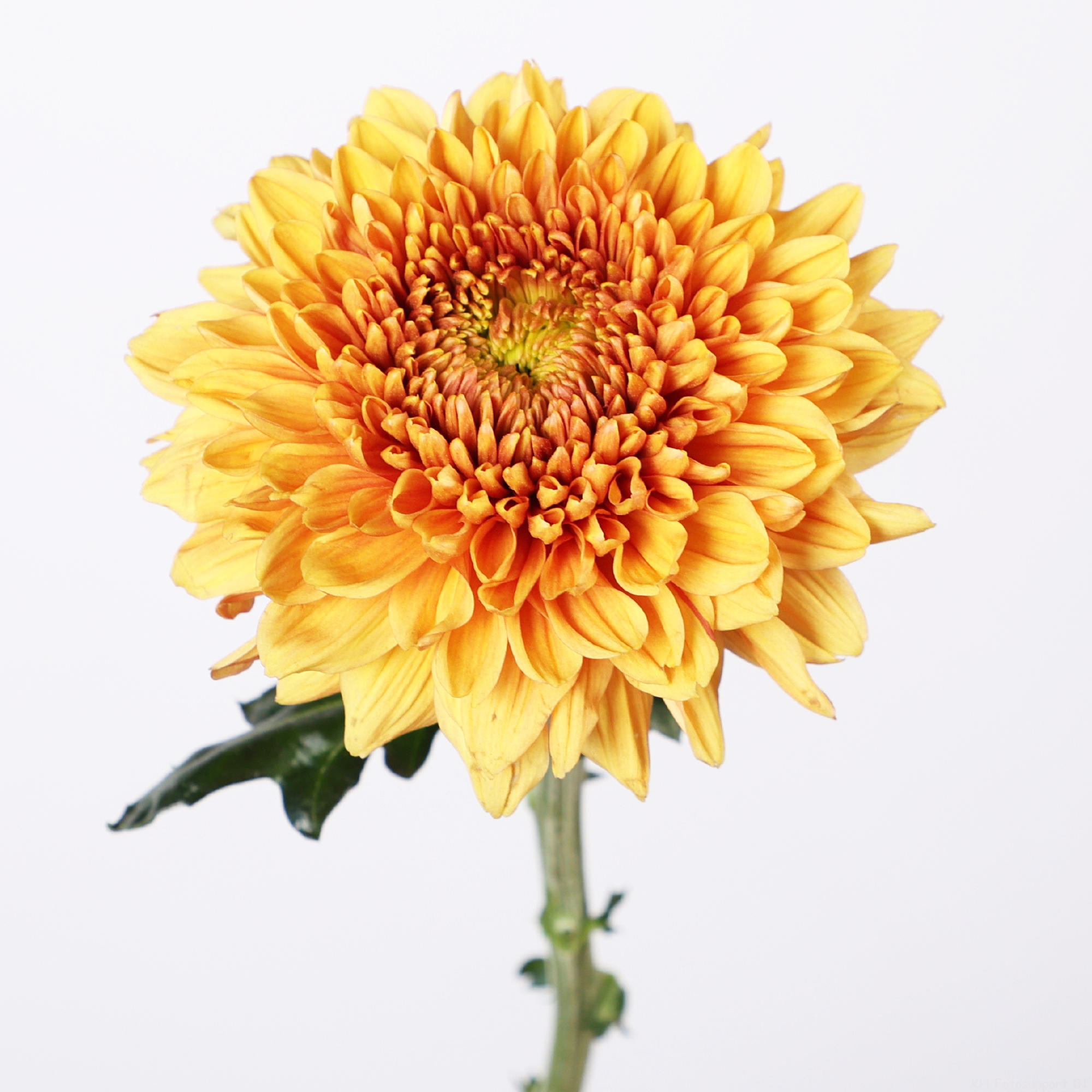 10x Chrysant jackfruit g 70cm