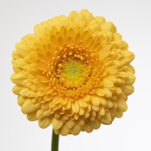 60x Germ.pomponi peachy 40cm