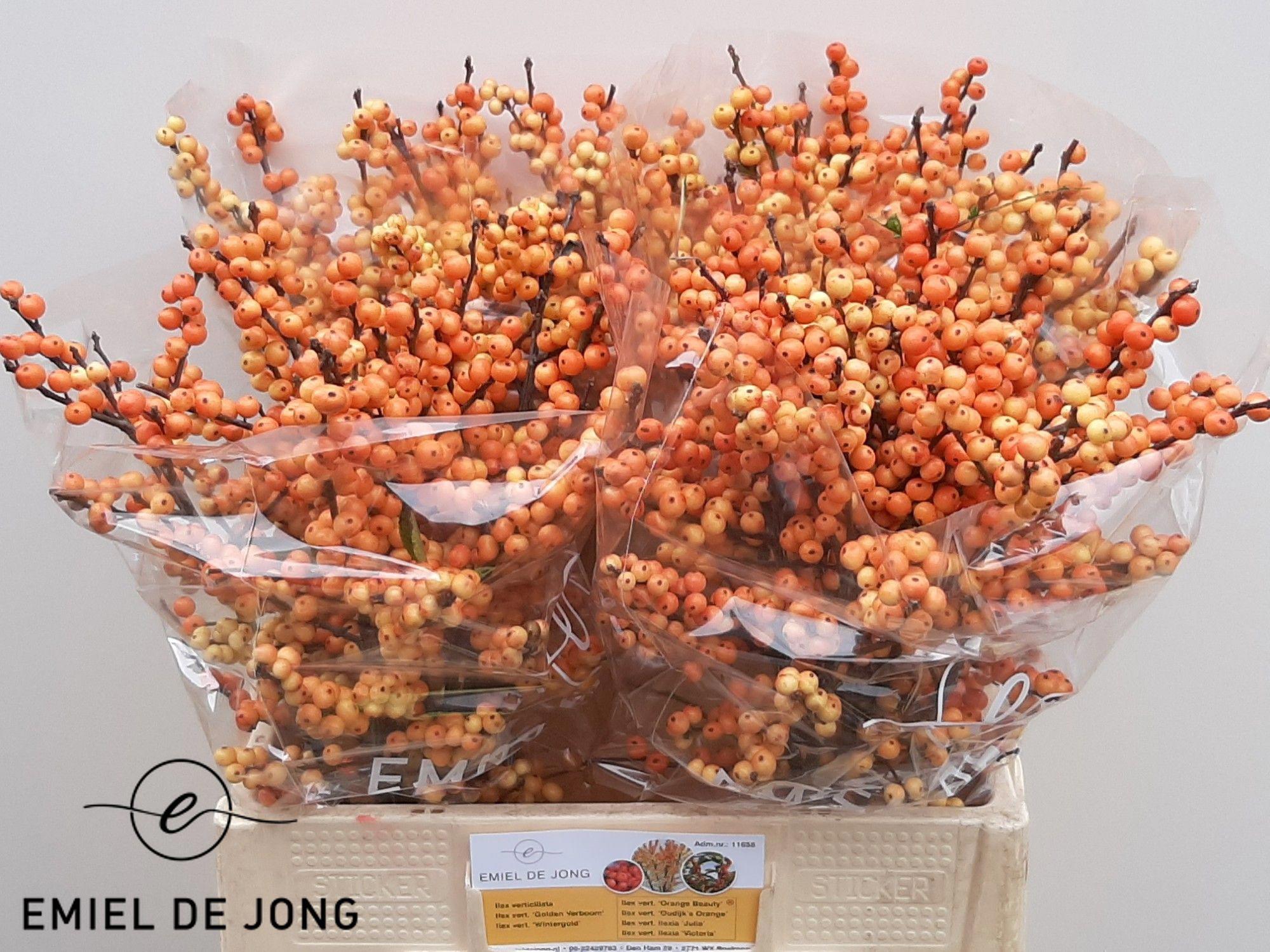 10x Ilex ilexia julia 60cm