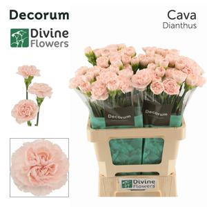 20x Dian.st.cava 60cm