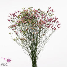 25x Lim.diamond mix var. 60cm