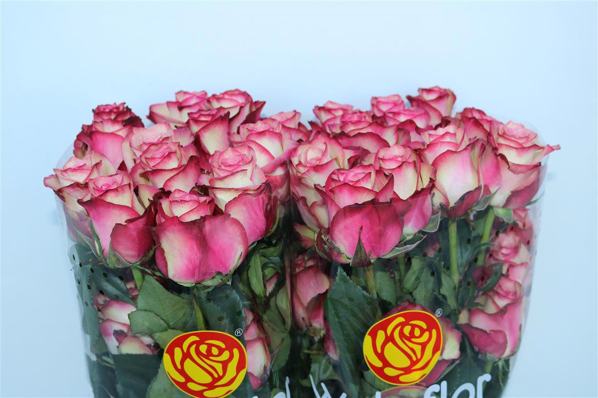 25x Rosa paloma 60cm