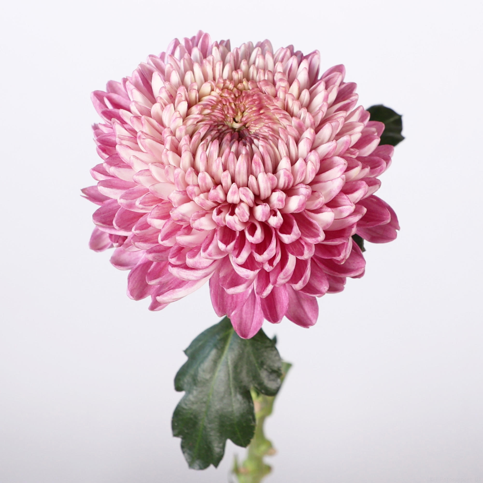 10x Chrysant bigoudi pink g 80cm