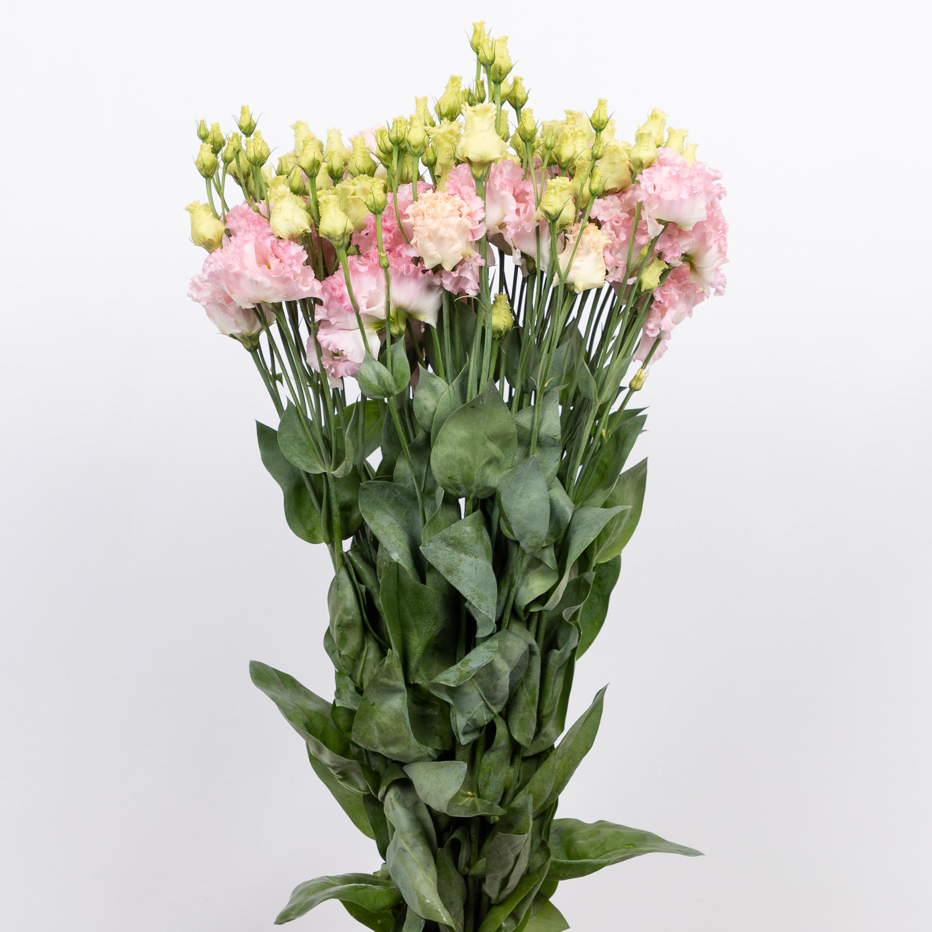 10x Eust.alissa hanoi pink du 70cm