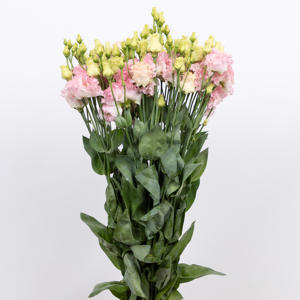 10x Eust.alissa hanoi pink du 70cm