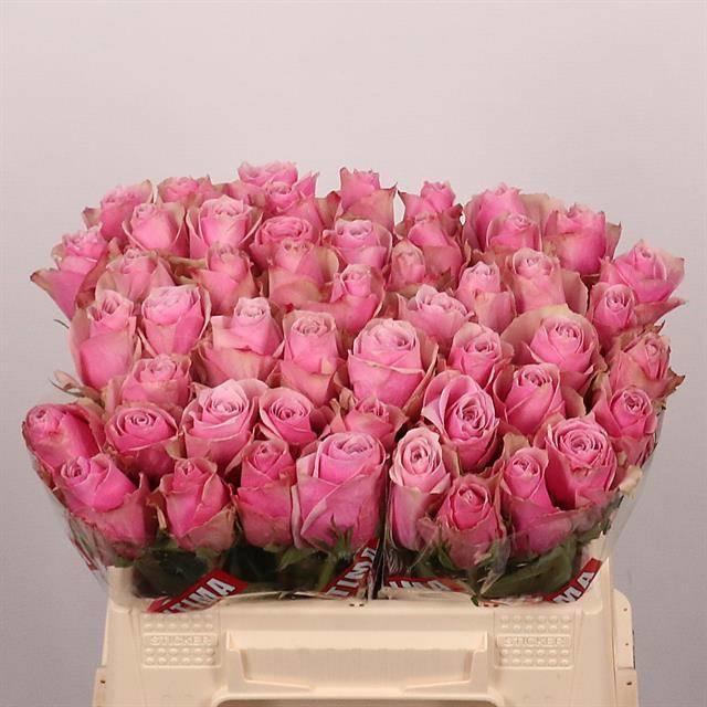 20x Rosa athena royale 30cm