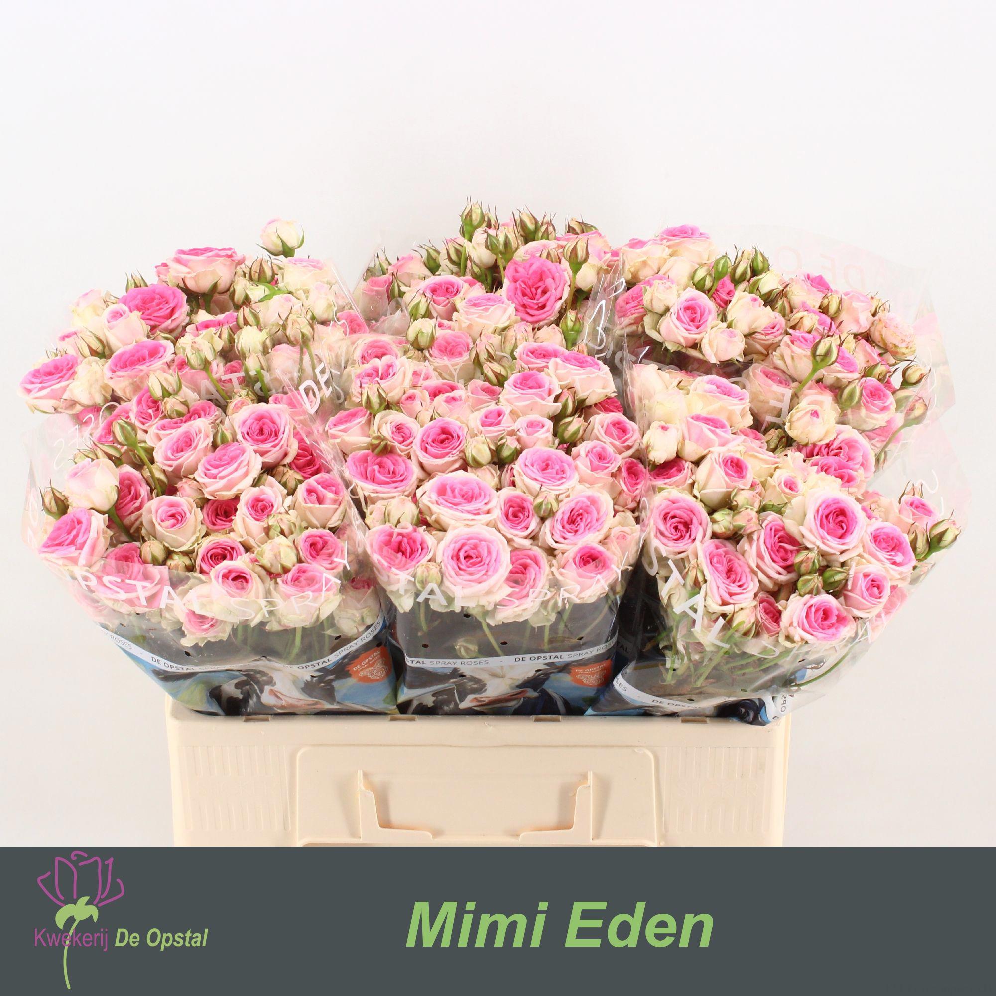10x Rosa mimi eden 50cm