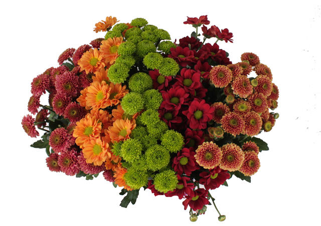 25x Chrysant san.mix/pak herfst 5 kleuren 50cm