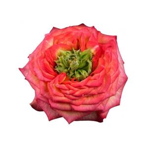 10x Rosa houdini summerhouse 40cm