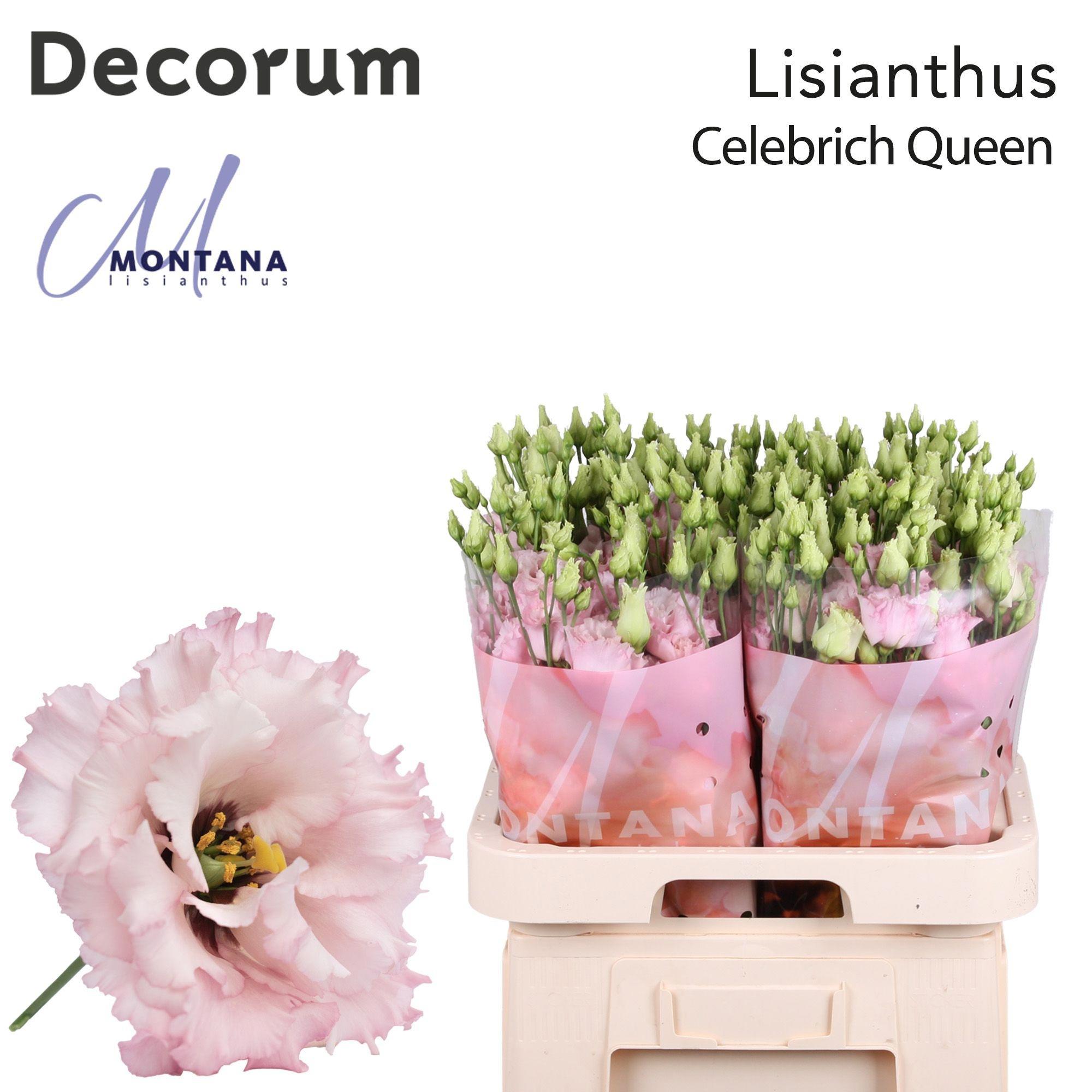 10x Eust.celeb queen du 70cm
