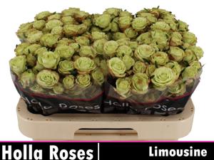 10x Rosa limousine 60cm