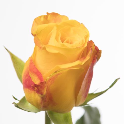 20x Rosa candlelight 50cm