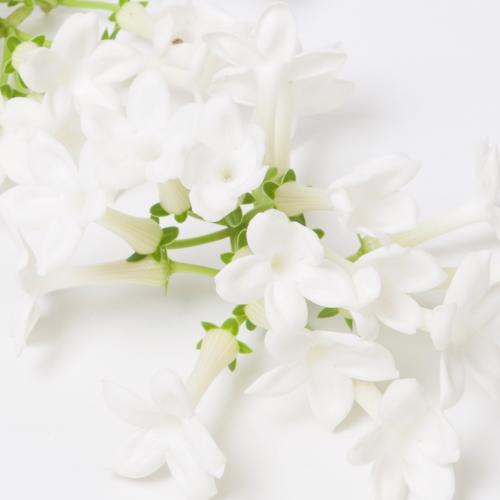 25x Stephanotis floribunda