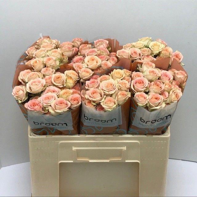 10x Rosa azore 50cm