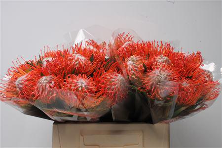 10x Leucos.tango 40cm