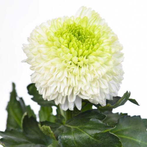 10x Chrysant alibaba 70cm