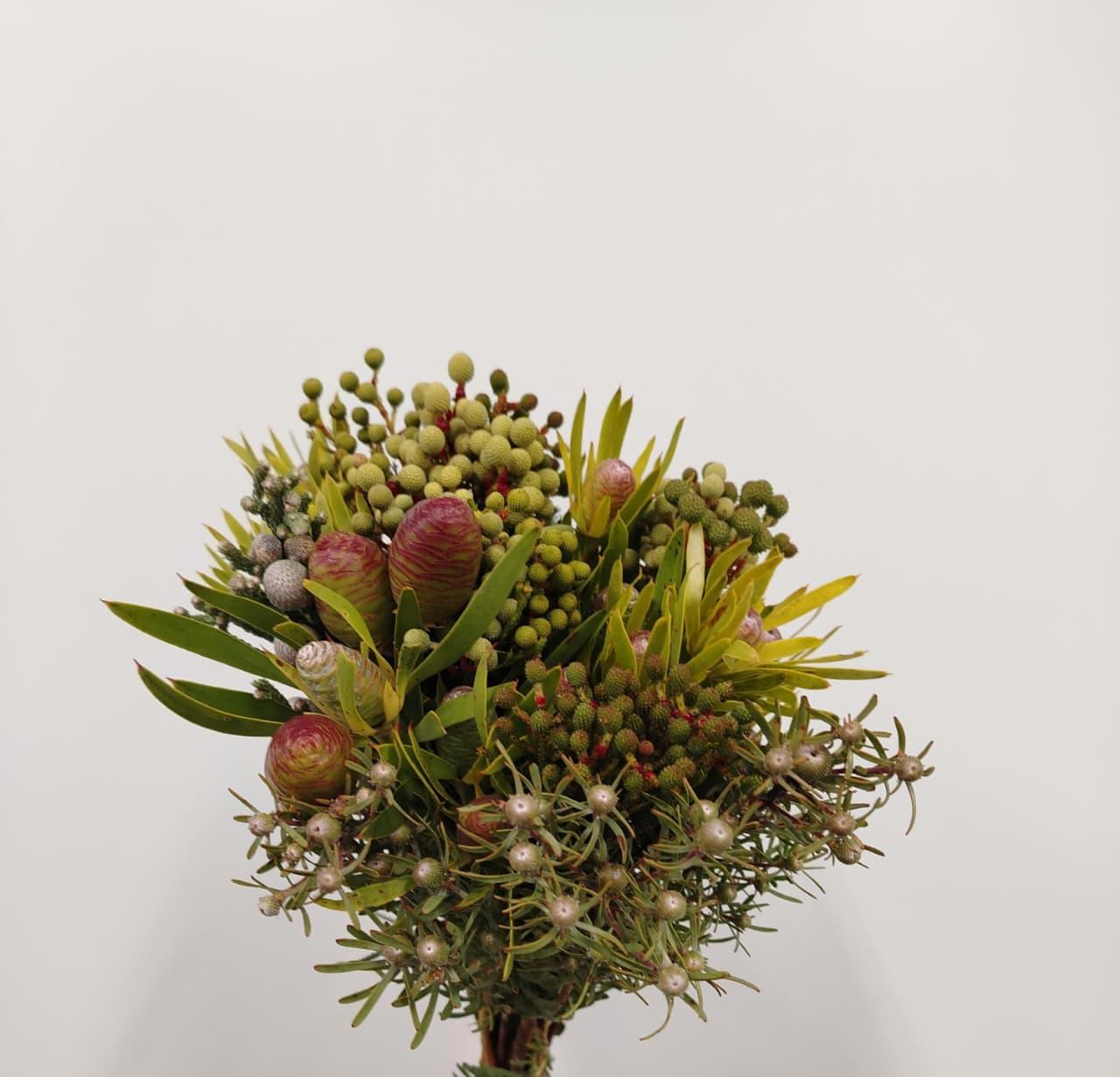 10x Pg kaaps groen cone mix/bos 40cm