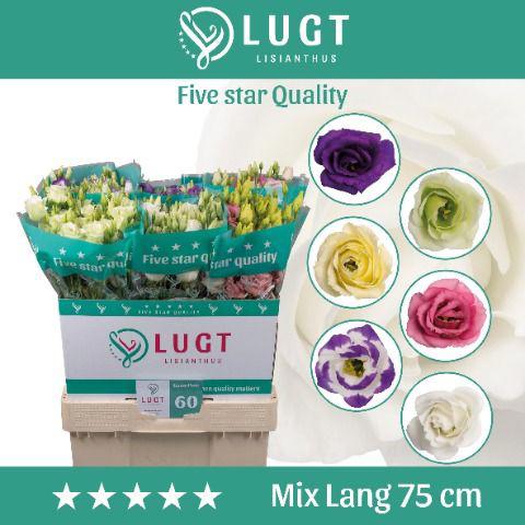 60x Eust.mix var.du 70cm