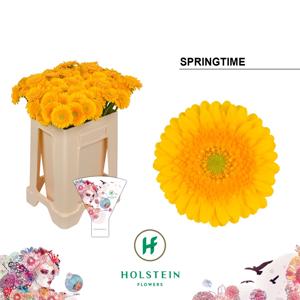 20x Germ.springtime 50cm