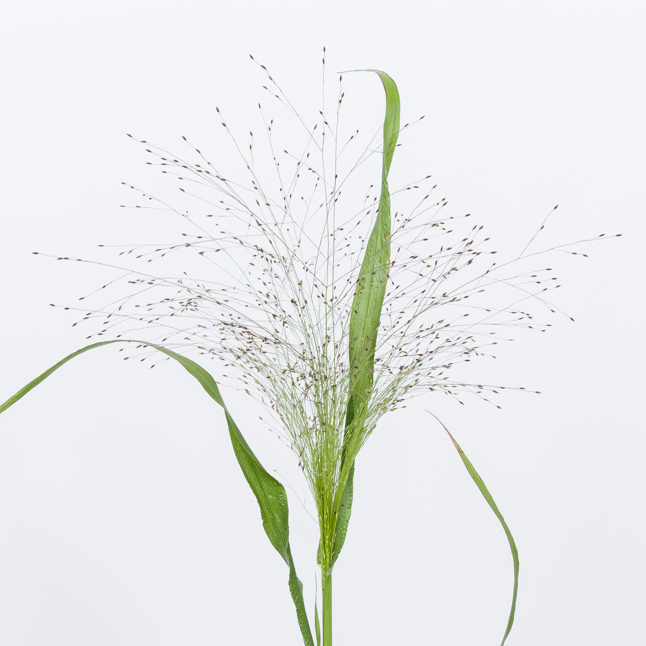 1x Gs panicum fountain 50cm