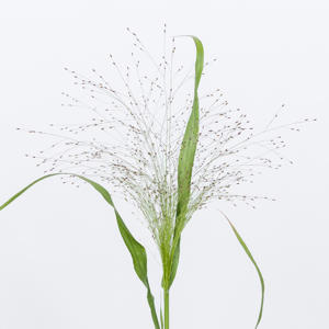 1x Gs panicum fountain 50cm