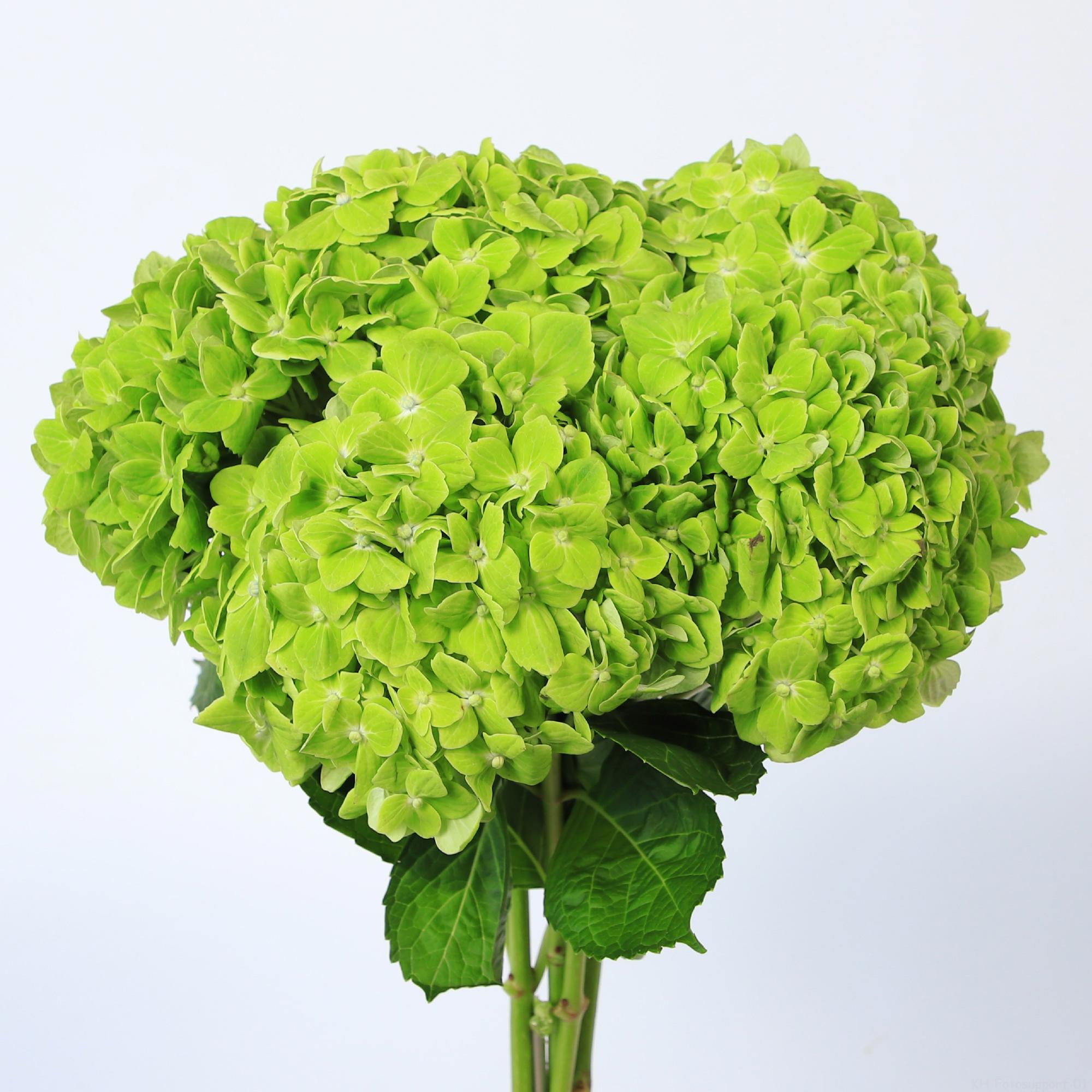 5x Hydr.dark green 50cm