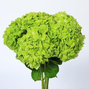 5x Hydr.dark green 50cm