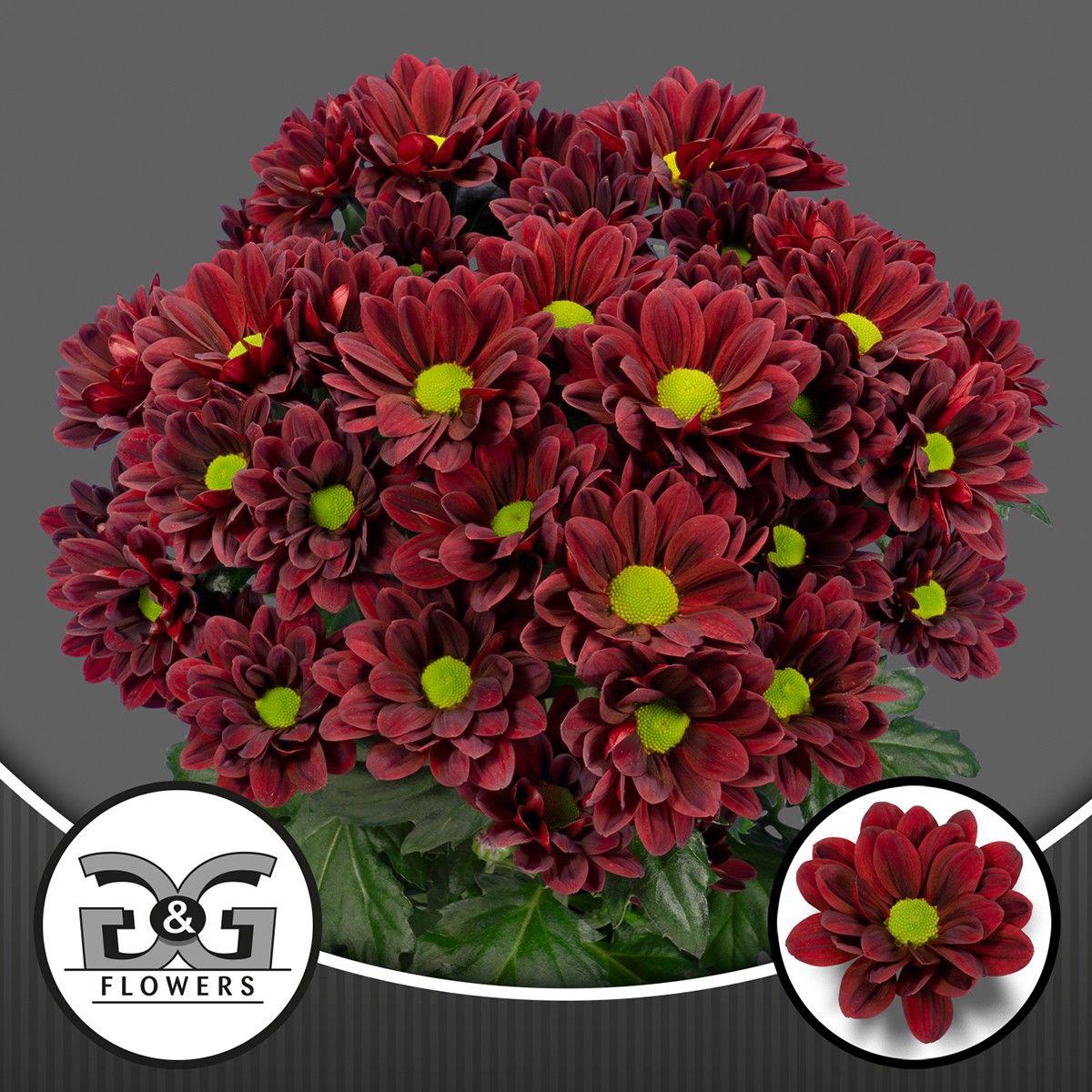 10x Chrysant mexicano 70cm