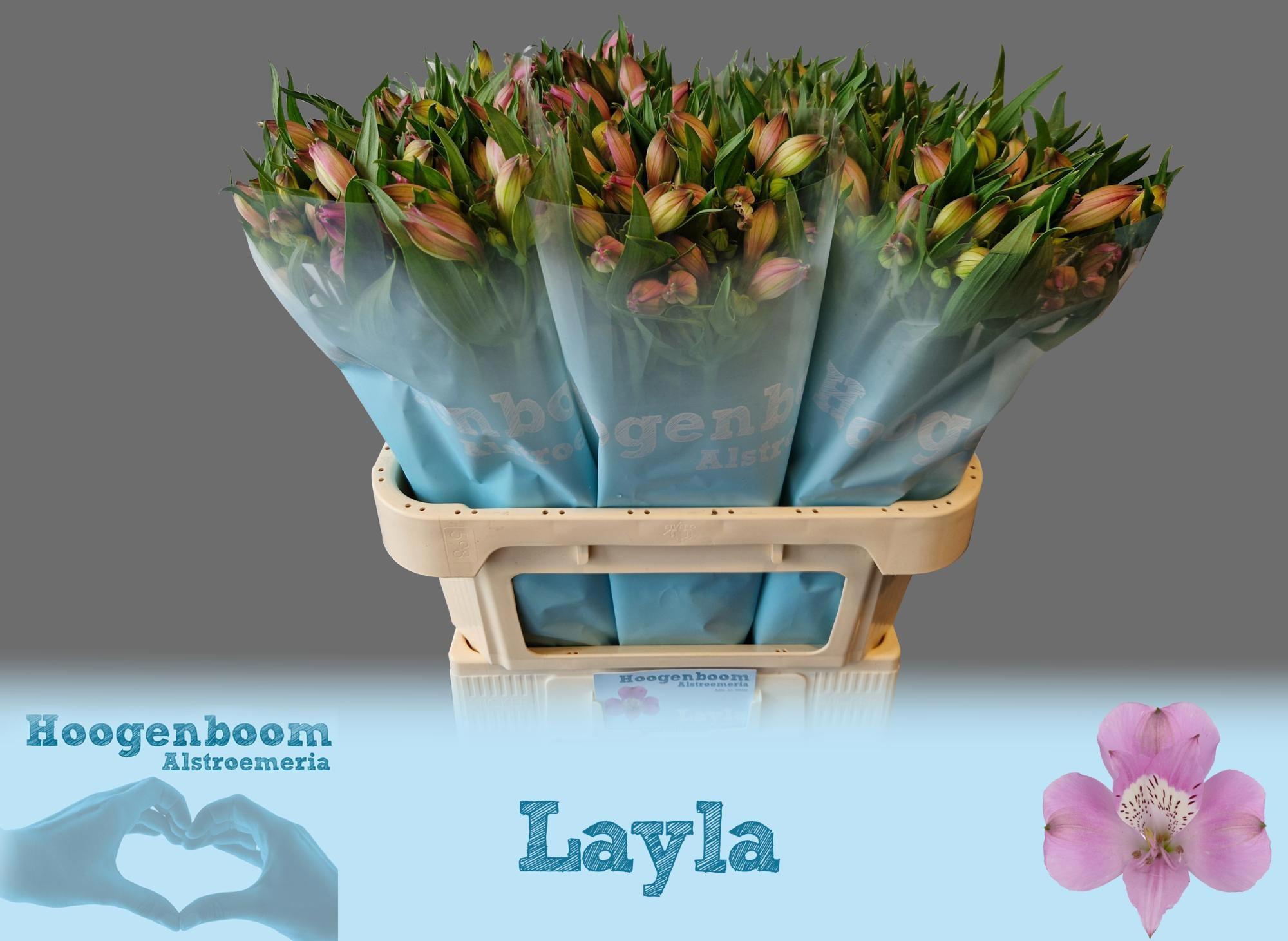 10x Alstroemeria layla 70cm