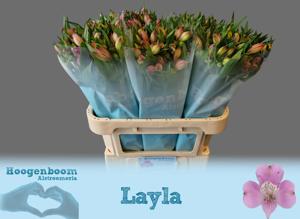10x Alstroemeria layla 70cm