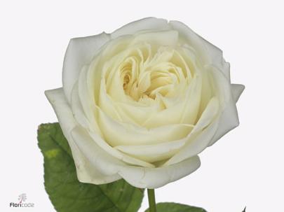 10x Rosa chic white! 60cm