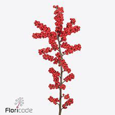 10x Ilex brit buys 40cm