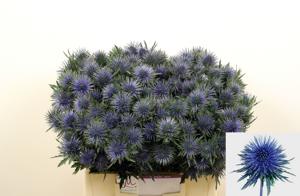 10x Eryngium magnetar questar 40cm