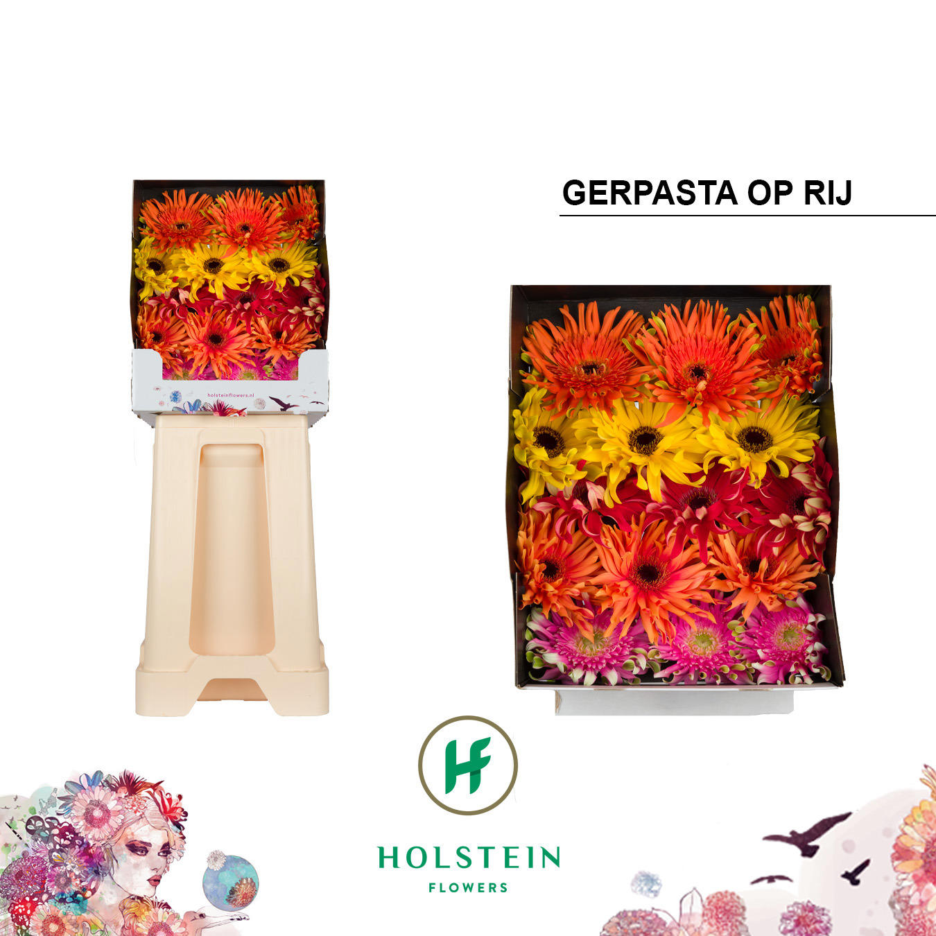 15x Gerb.pasta mix var.op rij 70cm
